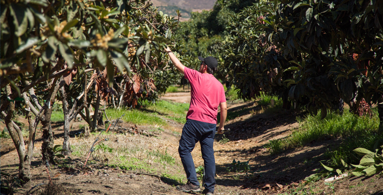 Agronomía