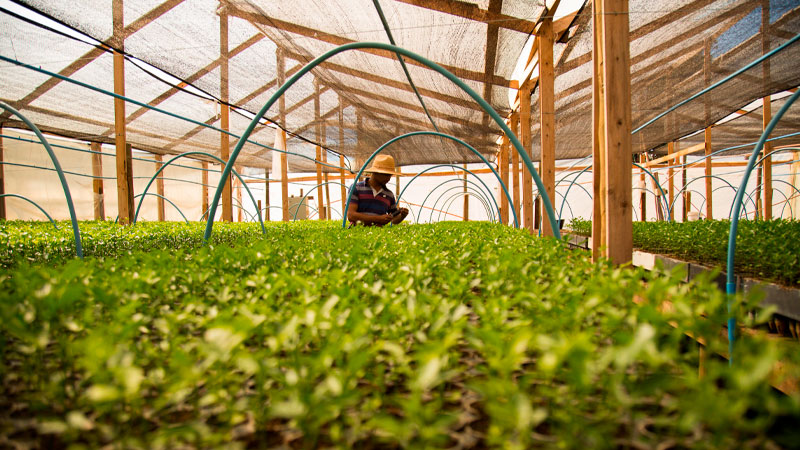 FACULTAD DE CIENCIAS AGRONÓMICAS Y DE LOS ALIMENTOS