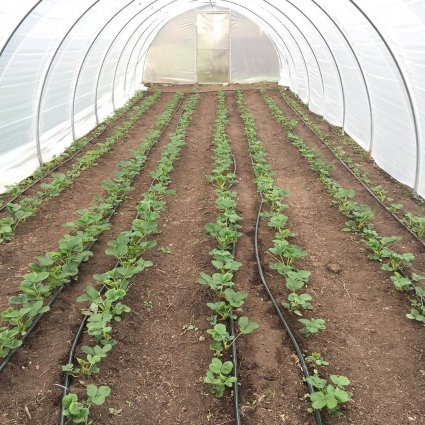 Dos huerteros en la Patagonia: otra agricultura es posible - Foto 4