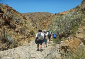 Estudiantes del Instituto de Geografía analizaron especies del desierto florido