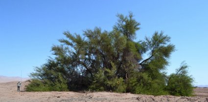 Assessing water stress of desert vegetation using remote sensing. The case of the Tamarugo forest in the Atacama Desert (Northern Chile)