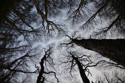 Monitoreo de la degradación de bosques nativos desde el espacio: implementación de una estrategia territorial para su recuperación