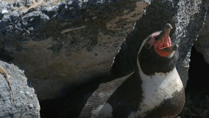 Documental sobre impacto medioambiental del proyecto minero Dominga se estrenará en Cineteca PUCV