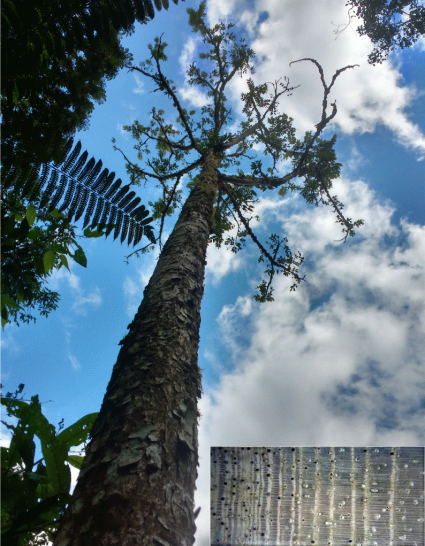 Nueva investigación dendrocronológica en el Amazonas peruano