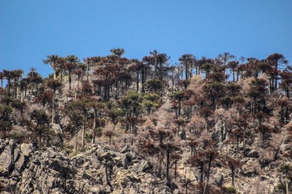 A spatiotemporal assessment of major disturbances on Chilean vegetation phenology, productivity and resilience using 40 years of continuous remote sensing records