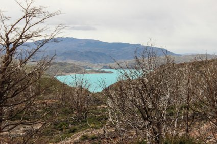 A spatiotemporal assessment of major disturbances on Chilean vegetation phenology, productivity and resilience using 40 years of continuous remote sensing records