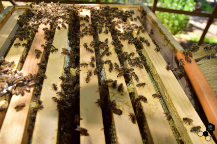 Investigación alerta sobre impacto del cambio climático en la abrupta caída de la producción de miel