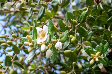 Investigadores PUCV crean Serum cosmético a partir del veneno de las abejas