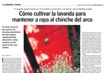 Presencia en medios: "Cómo cultivar la lavanda para mantener a raya al chinche del arce"