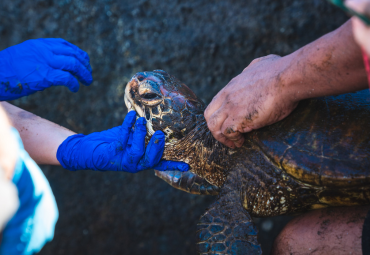 Profesora Rocío Álvarez participa en proyecto que busca contribuir en el Plan de Manejo de la AMCP-MU Rapa Nui y la conservación de tortugas marinas en la isla